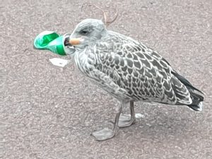 Jonge meeuw zit met snavel vast in blikje