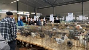 Kleindieren tentoon op Topshow Wieringen