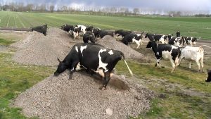 Koeien van Klaver weer de wei in (video)