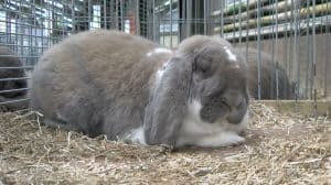 Ondanks coronamaatregelen toch geslaagde Wieringerlandshow (video)