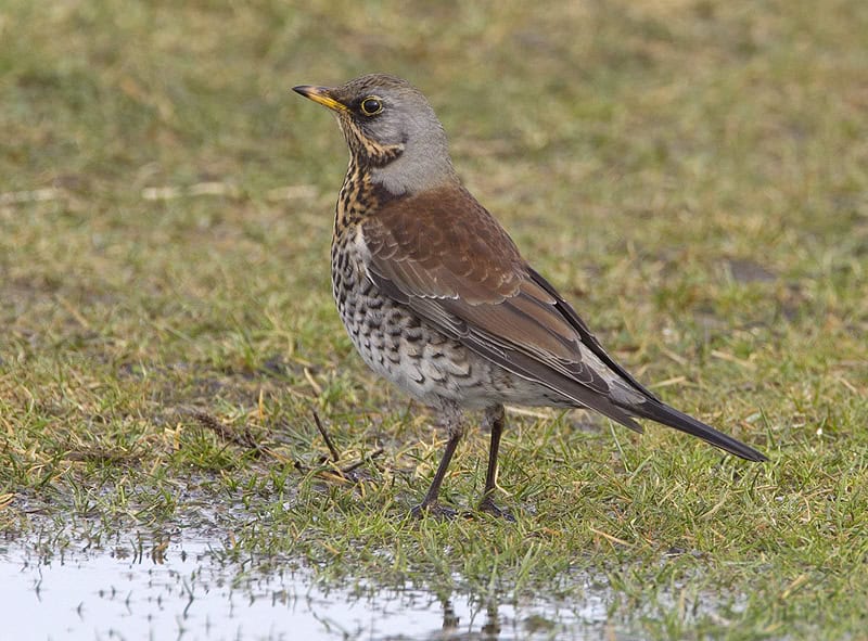 Een bijzonder fenomeen: de vogeltrek