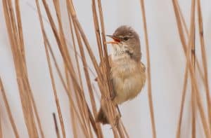 Ontdek struingebied Kruiszwin