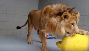 Leeuw Simba aan het einde beland van zijn quarantaineperiode