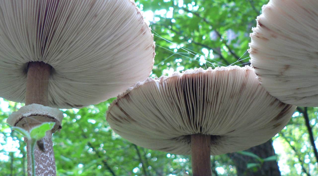 Paddenstoelen zoeken in de Donkere Duinen