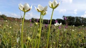 Op zoek naar parnassia in het Refugium
