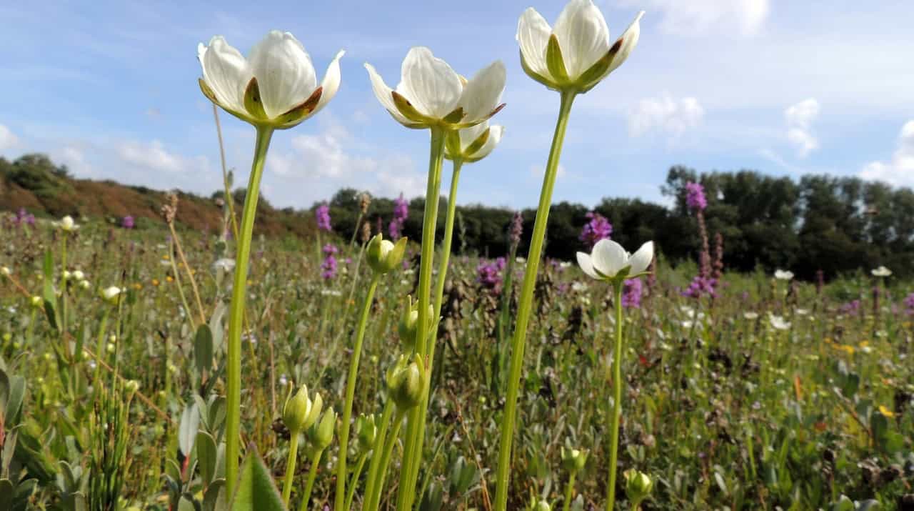 Op zoek naar parnassia in het Refugium
