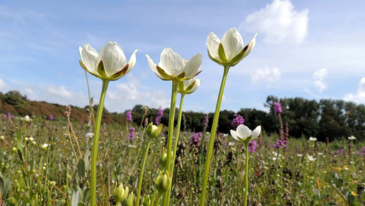 De schoonheid van de parnassia ontdekken