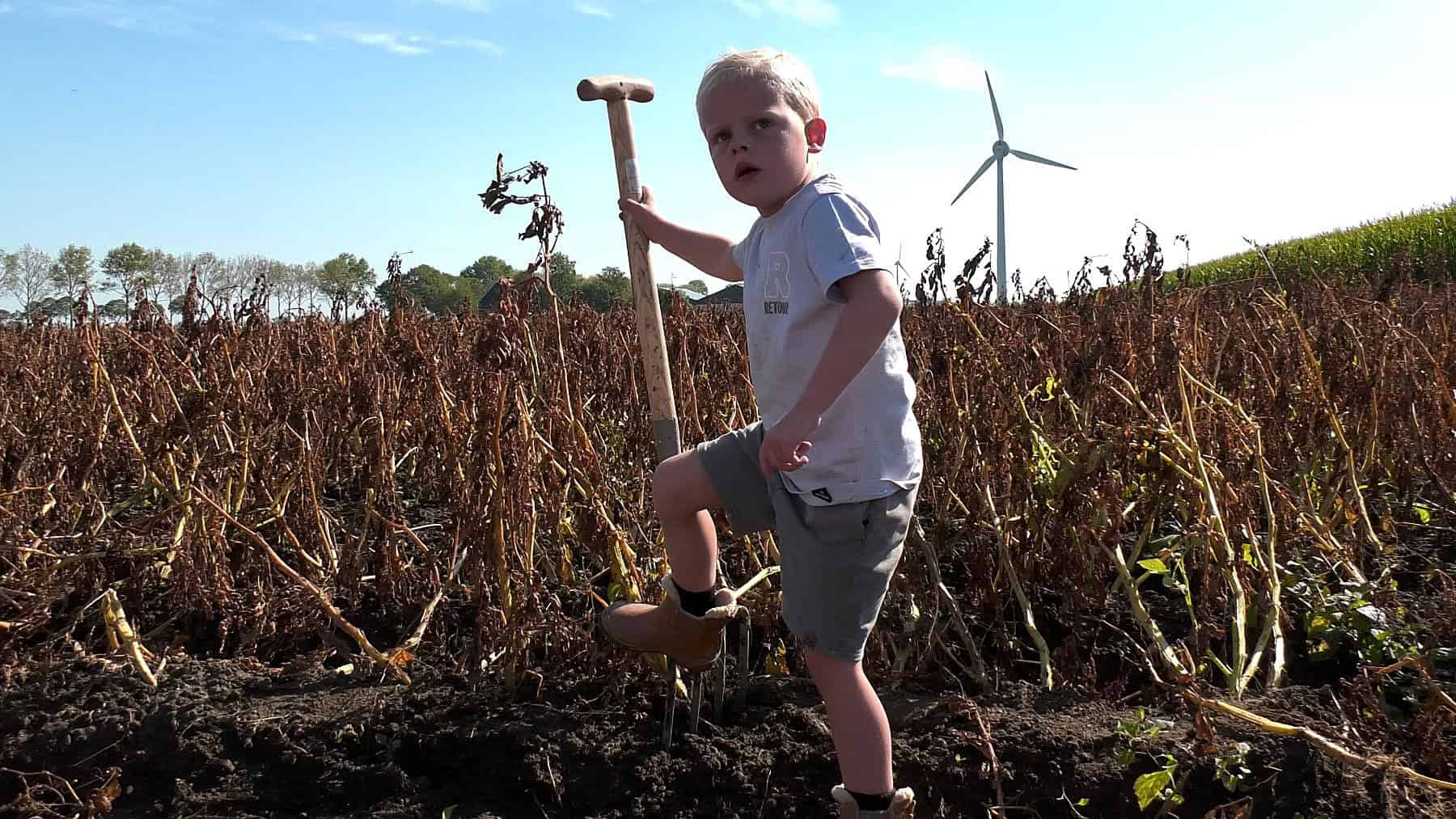 Video: Aardappelen rapen voor een patatje; lekker graaien in de grond