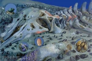 Start voorbereiding pilot Walviskadaver Waddenzee