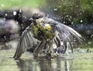 Cora uit Schagen wint publieksprijs National Geographic