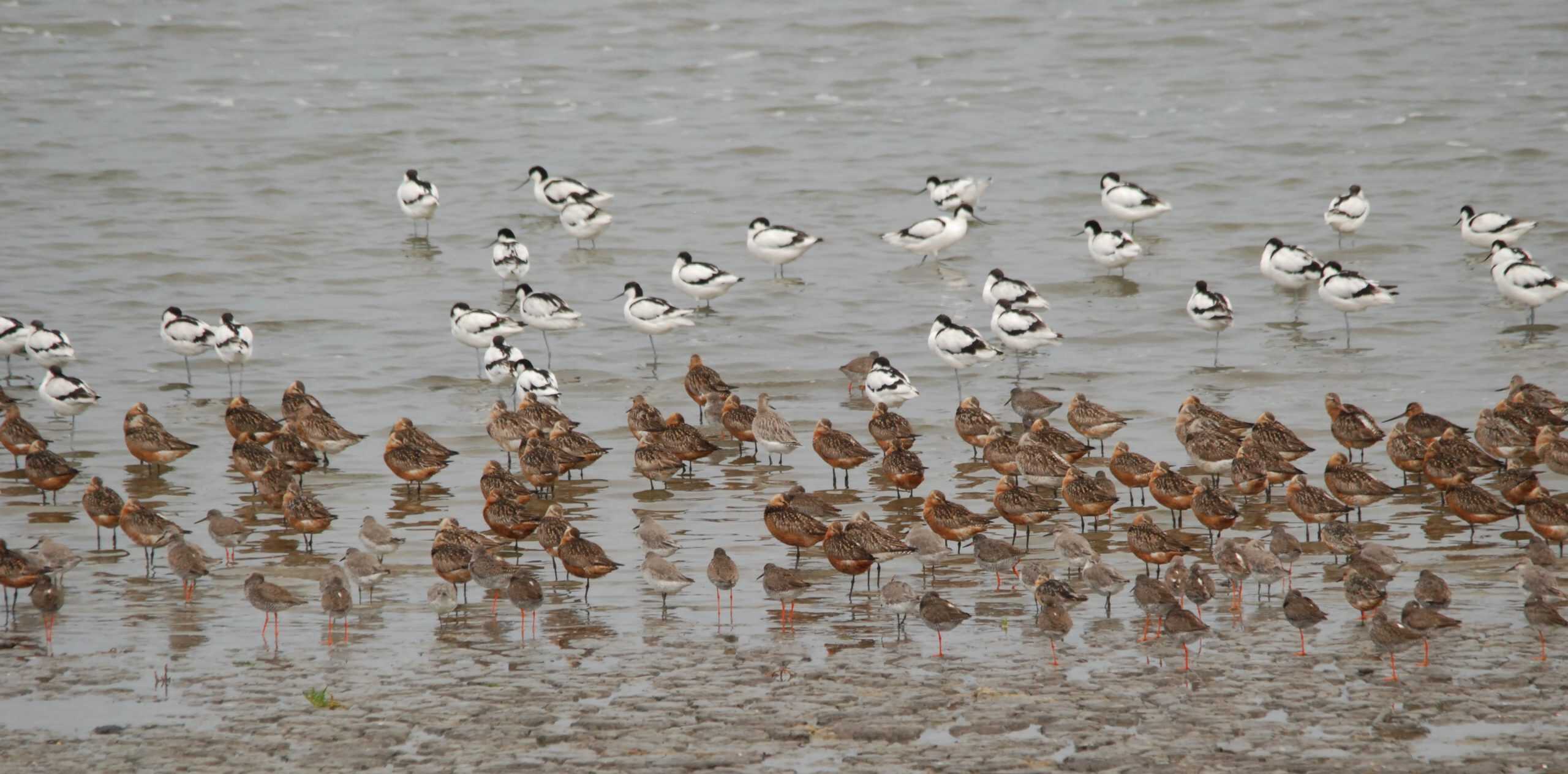 Zijn de eerste trekvogels gearriveerd op de schorren?