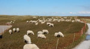 Schaapskudde weer in de Noordduinen