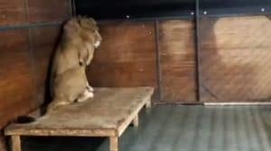 Leeuw Simba gearriveerd in nieuw verblijf (video)