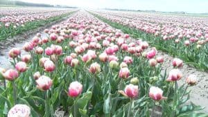 Genieten van de bollenvelden (video)