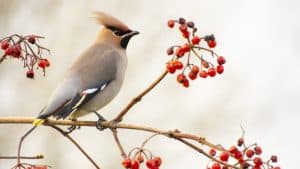 Vogelwerkgroep Tringa start vogelcursus