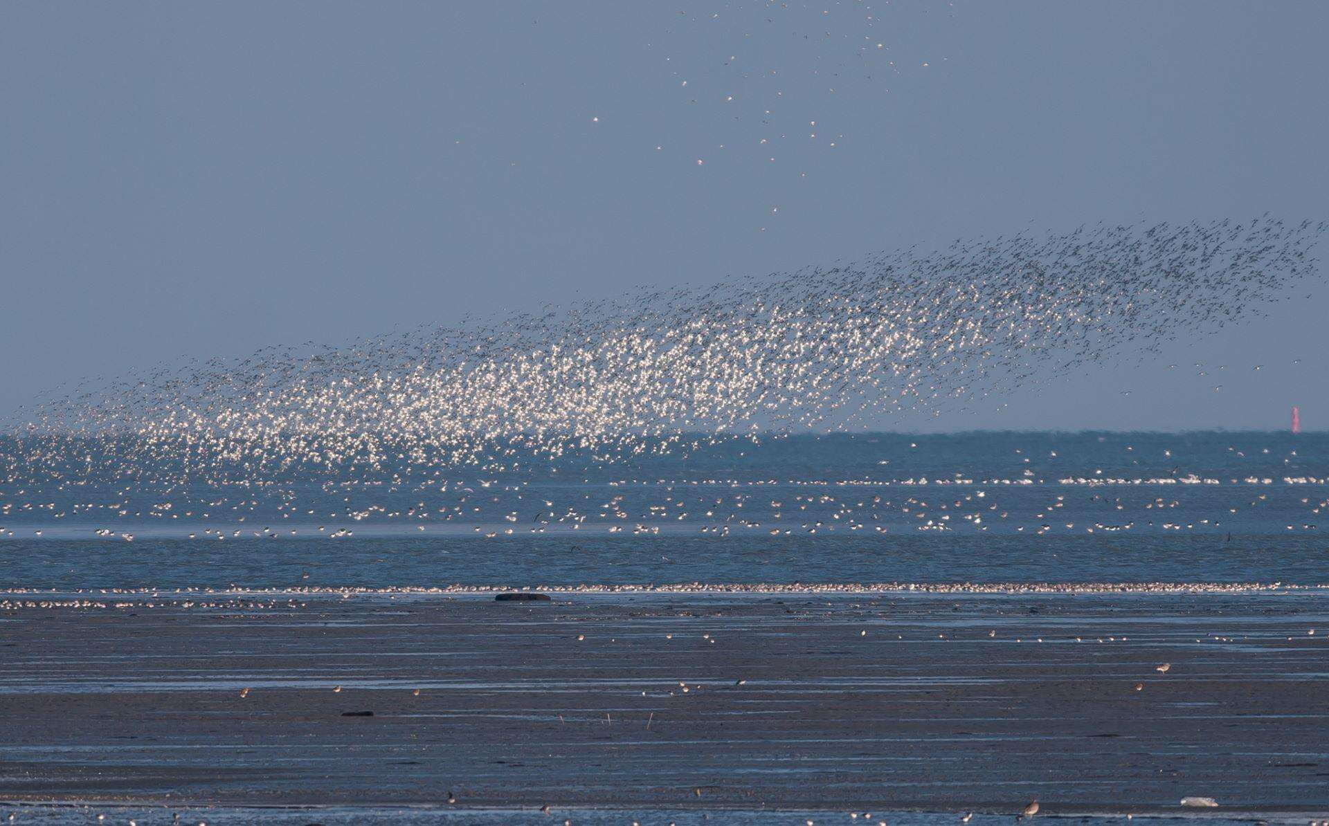 Lezing “De vogelwereld nu. Over dwaalgasten en soortenjagers, trekvogels en vogelaars” bij Vogelwerkgroep Den Helder