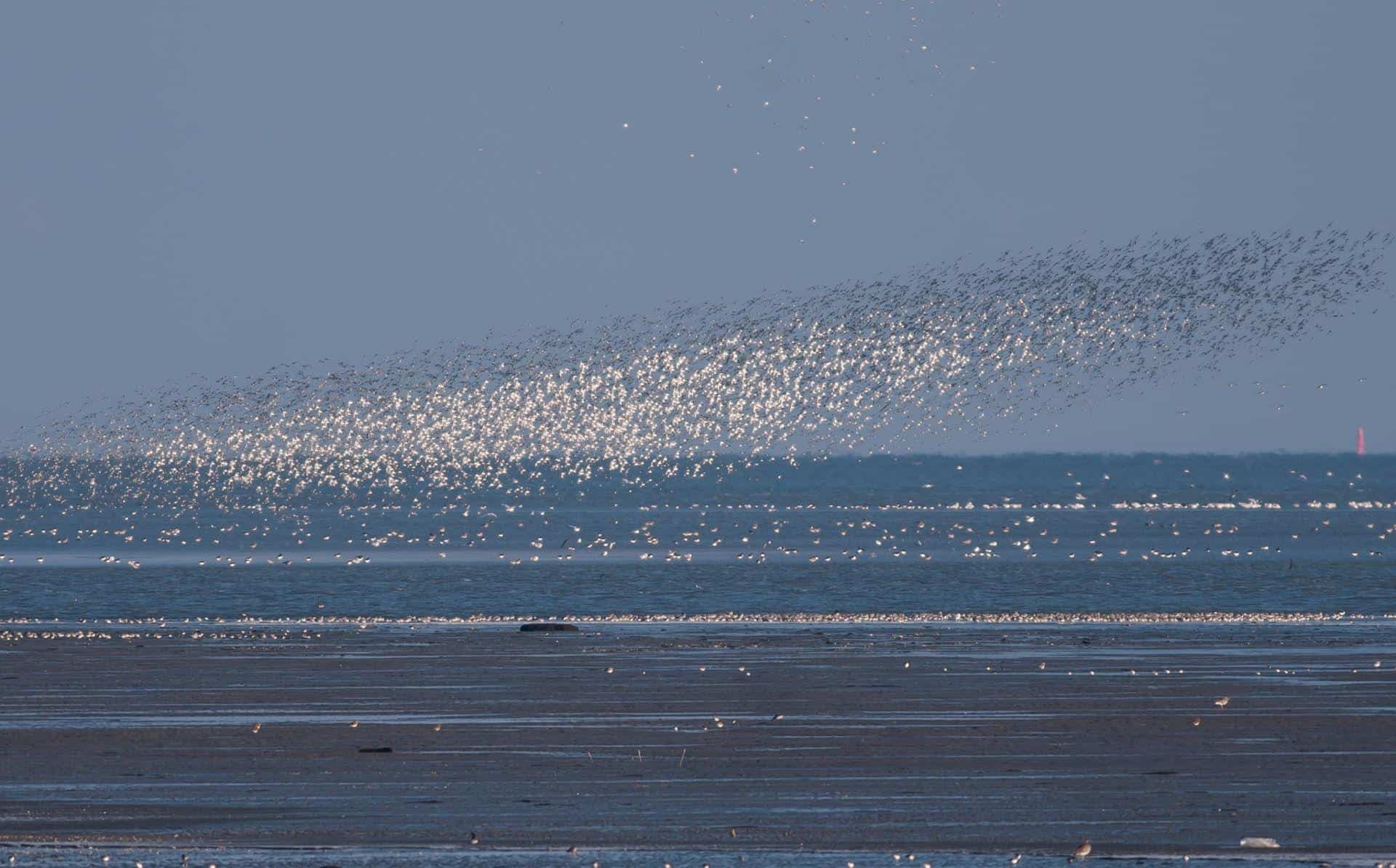 Zwermen trekvogels kijken bij het Balgzand