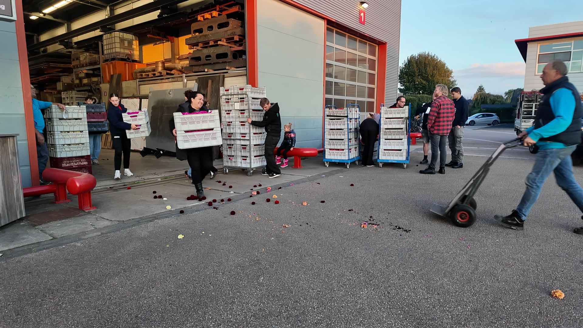 Video: Voorbereidingen Bloemencorso Winkel in volle gang