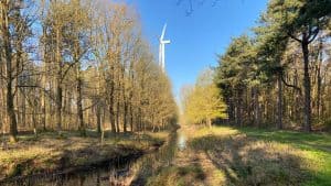 Diefstal van boshout