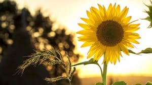 Workshop zonnebloemen schilderen