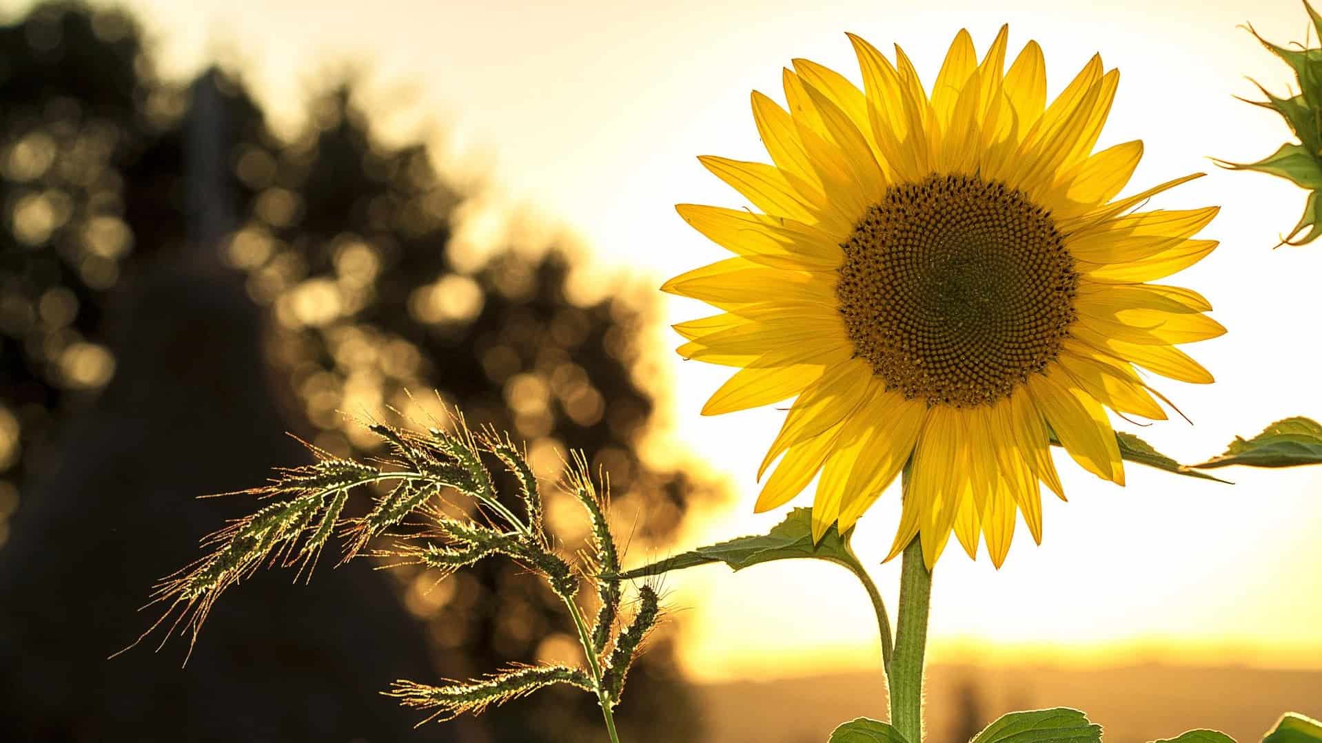 Workshop zonnebloemen schilderen