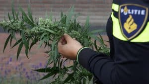 Hennepkwekerij ontmanteld
