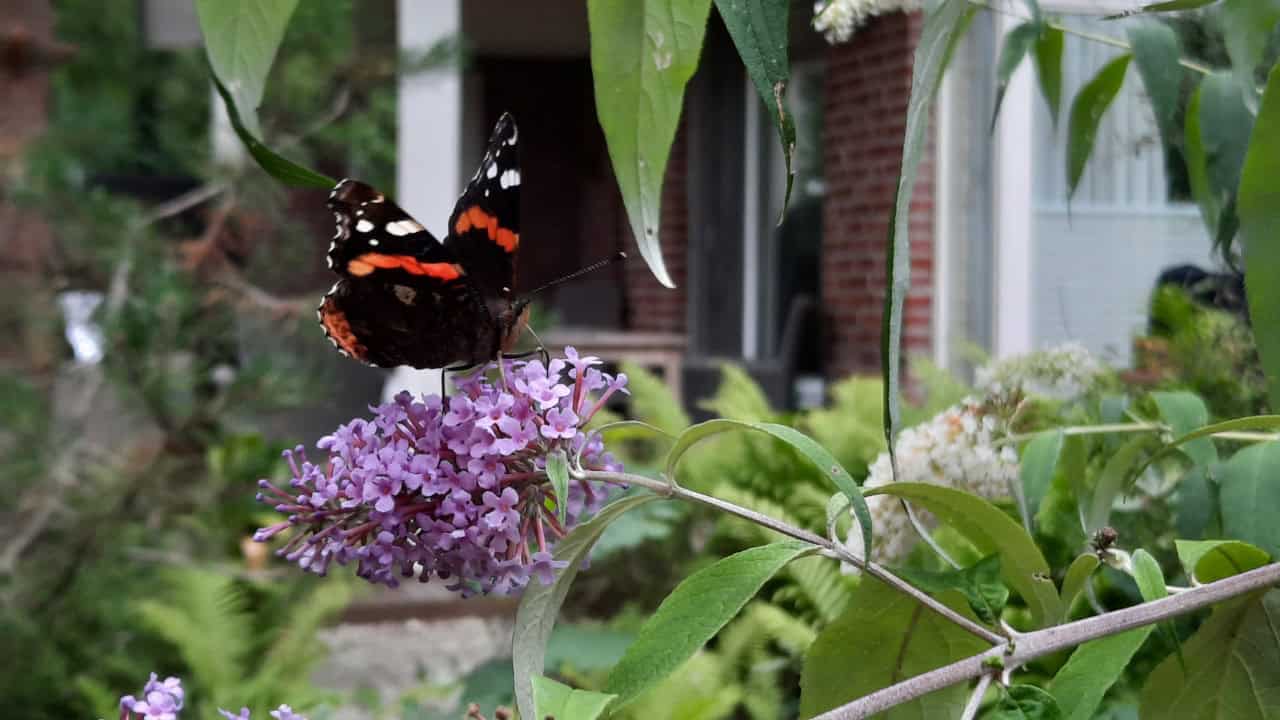 Vlindertelling: Atalanta meest gezien in Noord-Holland