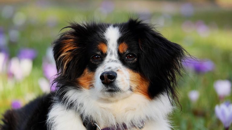 Omheind losloopgebied voor honden gezocht