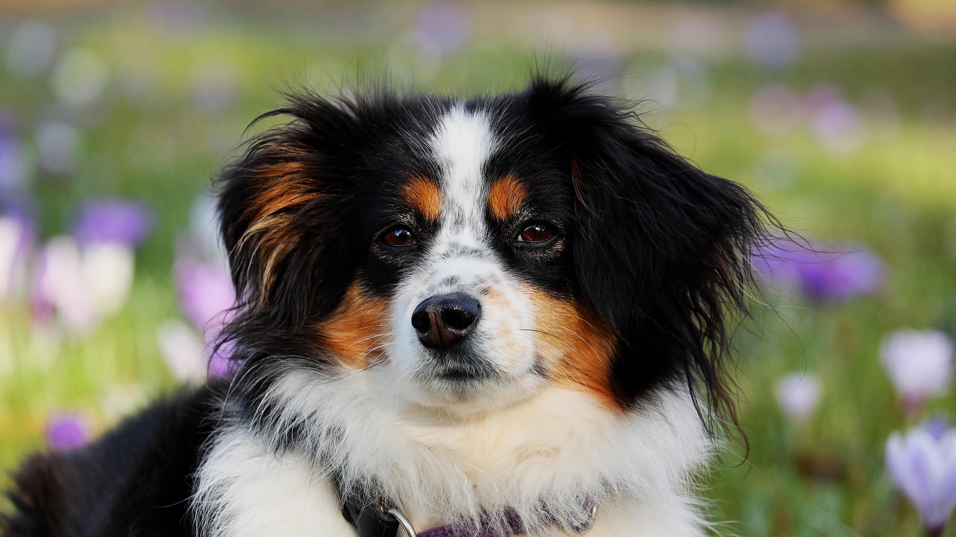 Omheind losloopgebied voor honden gezocht