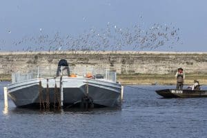 Broedponton voor anker in Balgzandpolder