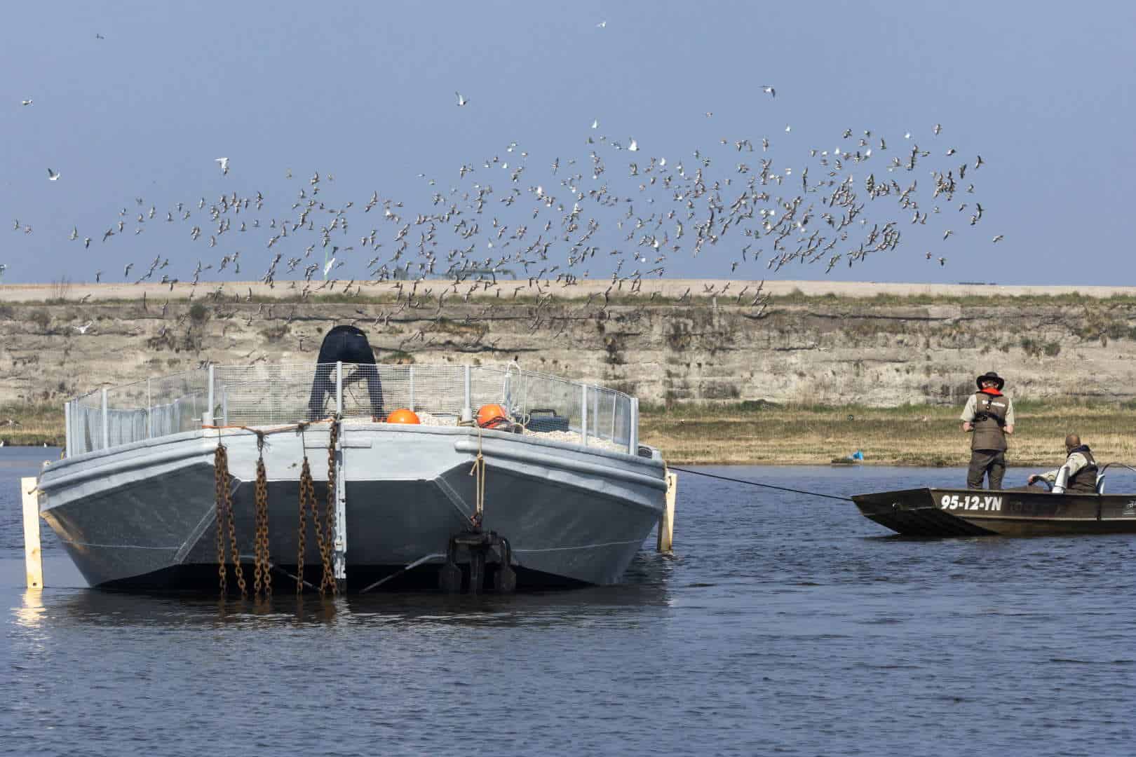 Broedponton voor anker in Balgzandpolder