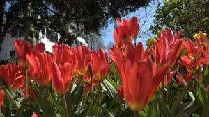 Poldertuin Anna Paulowna paradijs voor bloemenliefhebbers (video)