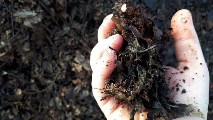 Bokashi toegevoegd aan plantsoenen Hollands Kroon