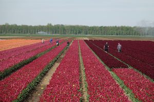 Lokaal kijken naar locaties voor arbeidsmigranten, provinciaal inpassingsplan als achtervang