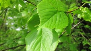 Gemeente plant honderden bomen in najaar