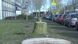 Veel bomen gekapt, maar Den Helder blijft groen