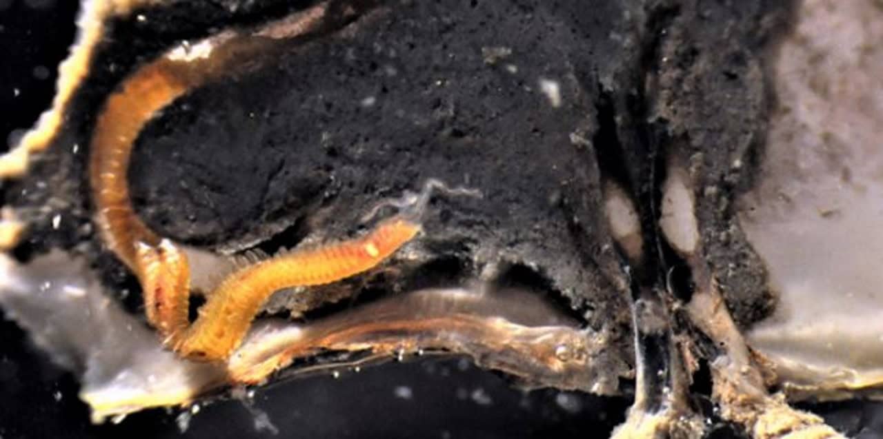 Invasieve boorworm in de Waddenzee gevonden