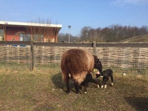 Helderse Vallei deelt nieuws van de kinderboerderij