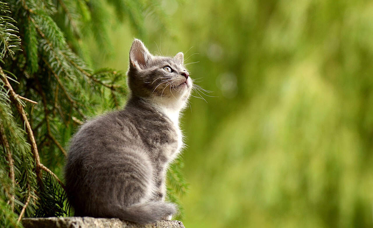 Strenger handhaven dierenmishandeling niet mogelijk