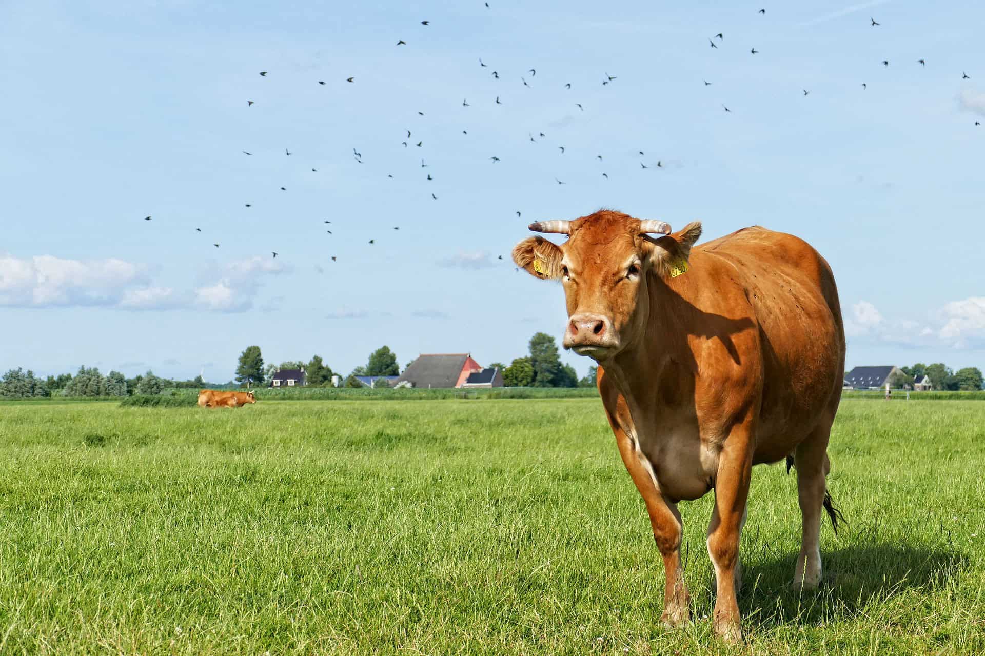 Provincie Noord-Holland werkt aan begrenzing van Bijzonder Provinciaal Landschap