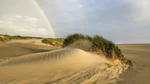 Stikstof, een bedreiging voor het ecosysteem in de duinen