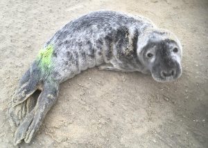 Eerste jonge grijze zeehond opgevangen bij Ecomare