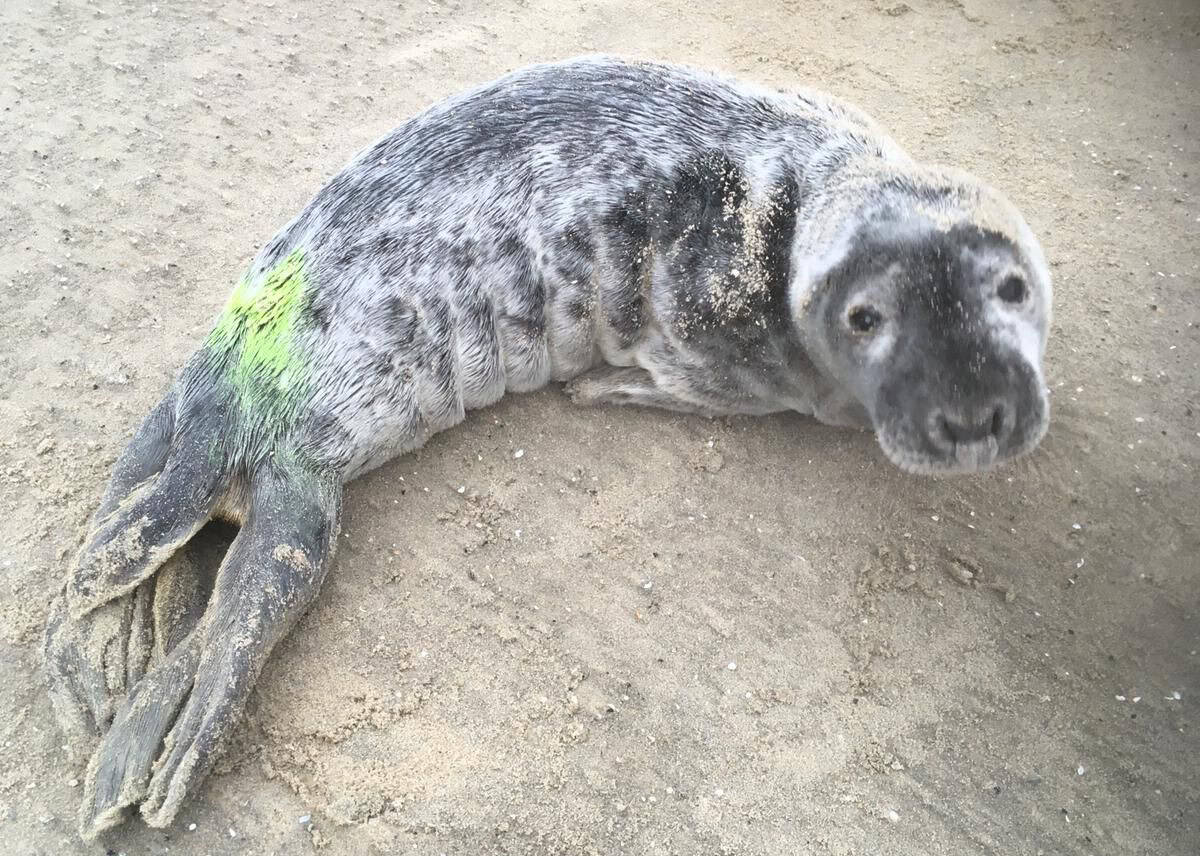 Eerste jonge grijze zeehond opgevangen bij Ecomare