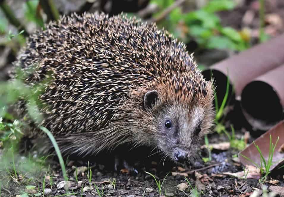 Provincie ondersteunt opvangcentra voor wilde dieren