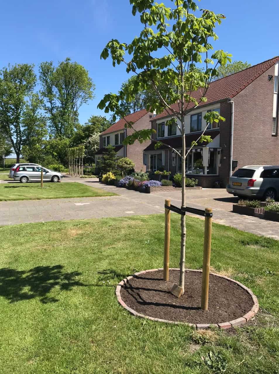 Geboortebomen beschikbaar voor inwoners Hollands Kroon