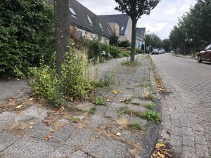 Ontevredenheid over openbaar groen: “Duurzaamheid heeft zijn consequenties”
