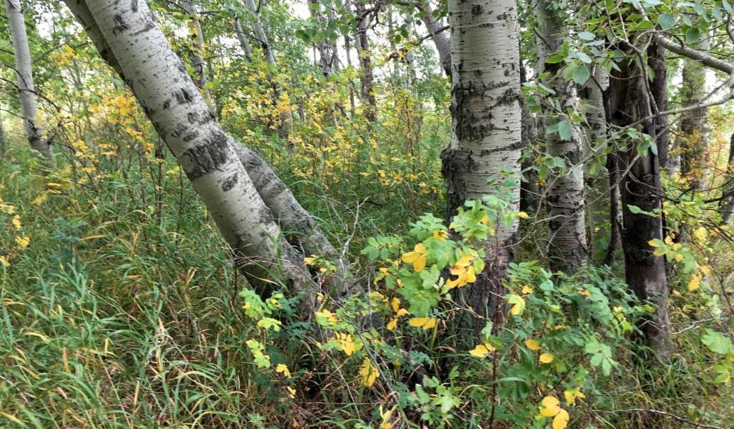 Kinderen en buurtbewoners planten Tiny Forest