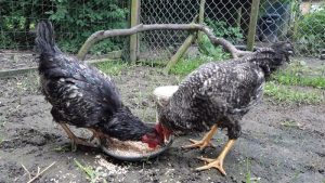 Hanen in groene bak gedumpt: getuigen gezocht