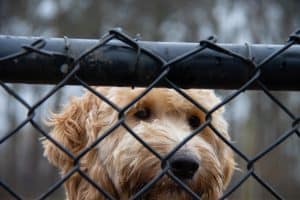 Gemeente gaat aanpak dierenmishandeling onderzoeken