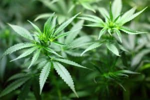 Omwonenden maken zich zorgen om drugspand aan Noordstroeërweg
